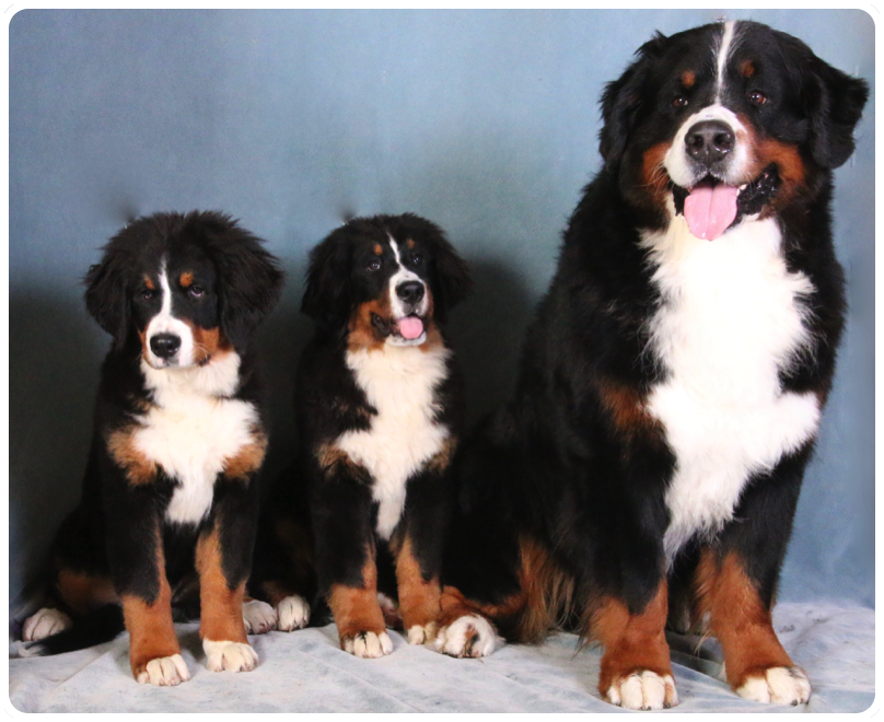 Lionheart bernese cheap